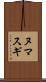 ヌマスギ Scroll