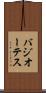 バジオーテス Scroll