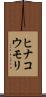 ヒナコウモリ Scroll