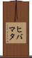 ヒバマタ Scroll