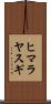 ヒマラヤスギ Scroll