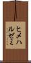 ヒメハルゼミ Scroll