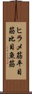 ヒラメ筋 Scroll