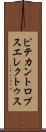 ピテカントロプス・エレクトゥス Scroll