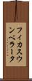 フィカス・ウンベラータ Scroll
