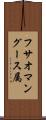 フサオマングース属 Scroll