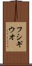 フシギウオ Scroll