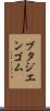 ブタジエンゴム Scroll