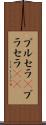 ブルセラ(P) Scroll