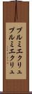 プルミエクリュ Scroll