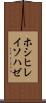 ホシヒレイソハゼ Scroll