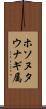 ホソヌタウナギ属 Scroll