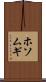 ホソムギ Scroll