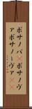 ボサノバ(P) Scroll