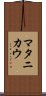 マタニカウ Scroll