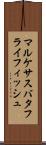 マルケサスバタフライフィッシュ Scroll
