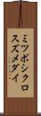 ミツボシクロスズメダイ Scroll