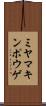 ミヤマキンポウゲ Scroll