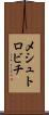メシュトロビチ Scroll
