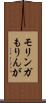 モリンガ Scroll