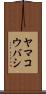 ヤマコウバシ Scroll