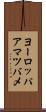 ヨーロッパアマツバメ Scroll