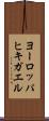 ヨーロッパヒキガエル Scroll