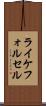 ライケフォルセル Scroll
