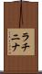 ラチニナ Scroll