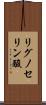 リグノセリン酸 Scroll