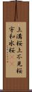 上溝桜 Scroll