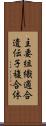 主要組織適合遺伝子複合体 Scroll