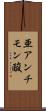 亜アンチモン酸 Scroll