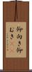 仰向き Scroll