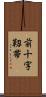 前十字靱帯 Scroll