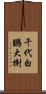 千代白鵬大樹 Scroll