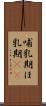 哺乳期 Scroll