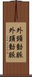 外頸動脈 Scroll