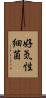 好気性細菌 Scroll