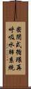 密閉式循環再呼吸水肺系統 Scroll