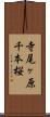 寺尾ヶ原千本桜 Scroll