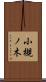 小槻ノ木 Scroll