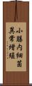 小腸内細菌異常増殖 Scroll