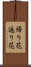 帰り花 Scroll