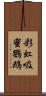 彩虹吸蜜鸚鵡 Scroll