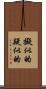擬似的 Scroll