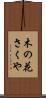 木の花さくや Scroll