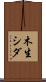 木生シダ Scroll