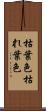 枯葉色 Scroll