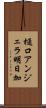 樋口アンジェラ明日加 Scroll